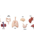 Safari Ltd Human Organs Toob