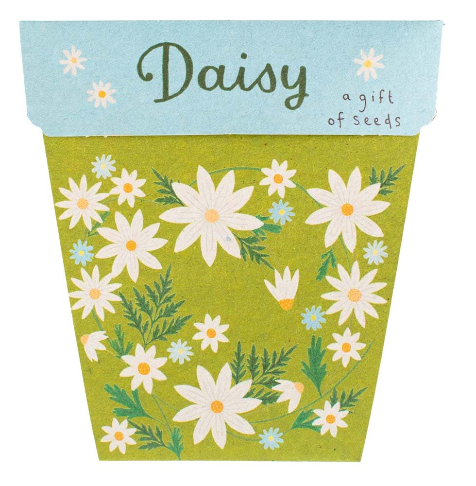 Sow &#39;n Sow Daisy Gift of Seeds