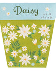 Sow 'n Sow Daisy Gift of Seeds