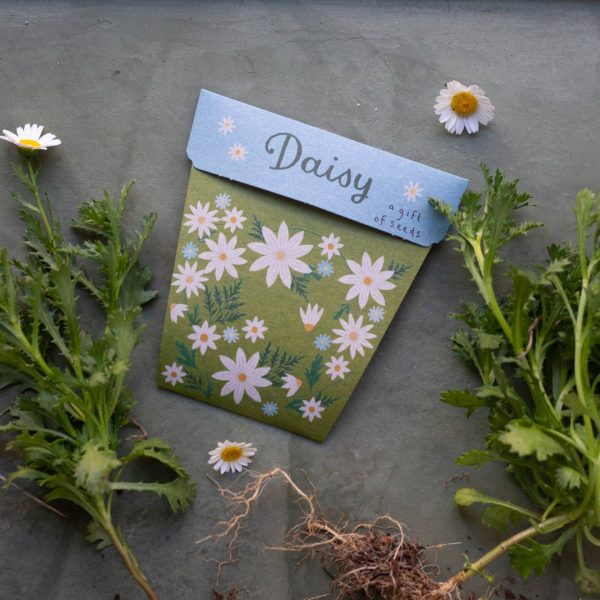 Sow &#39;n Sow Daisy Gift of Seeds