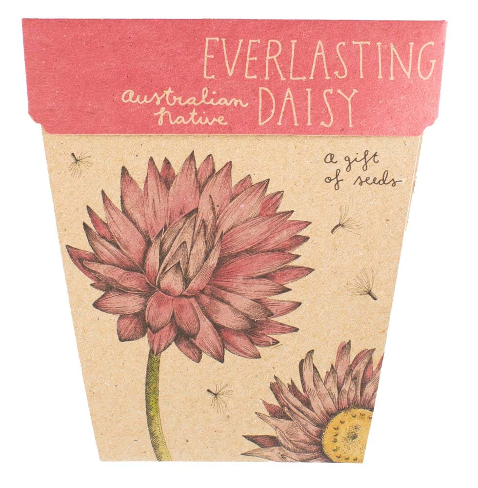 Sow 'n Sow Everlasting Daisy Gift of Seeds