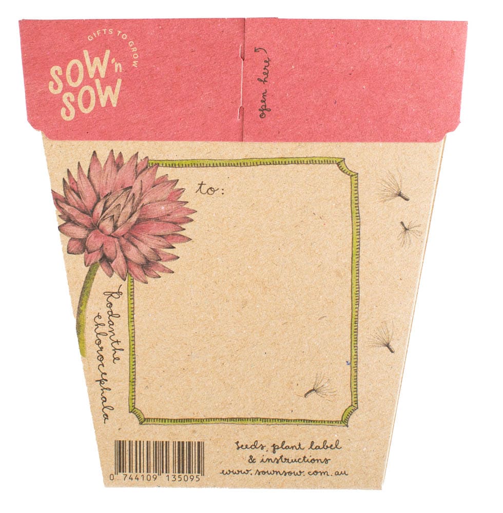 Sow &#39;n Sow Everlasting Daisy Gift of Seeds