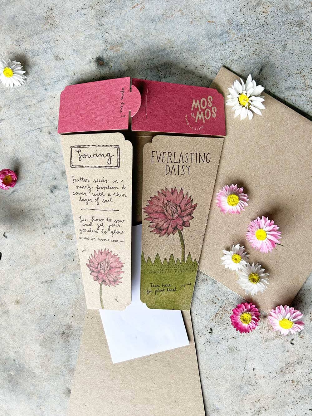 Sow 'n Sow Everlasting Daisy Gift of Seeds