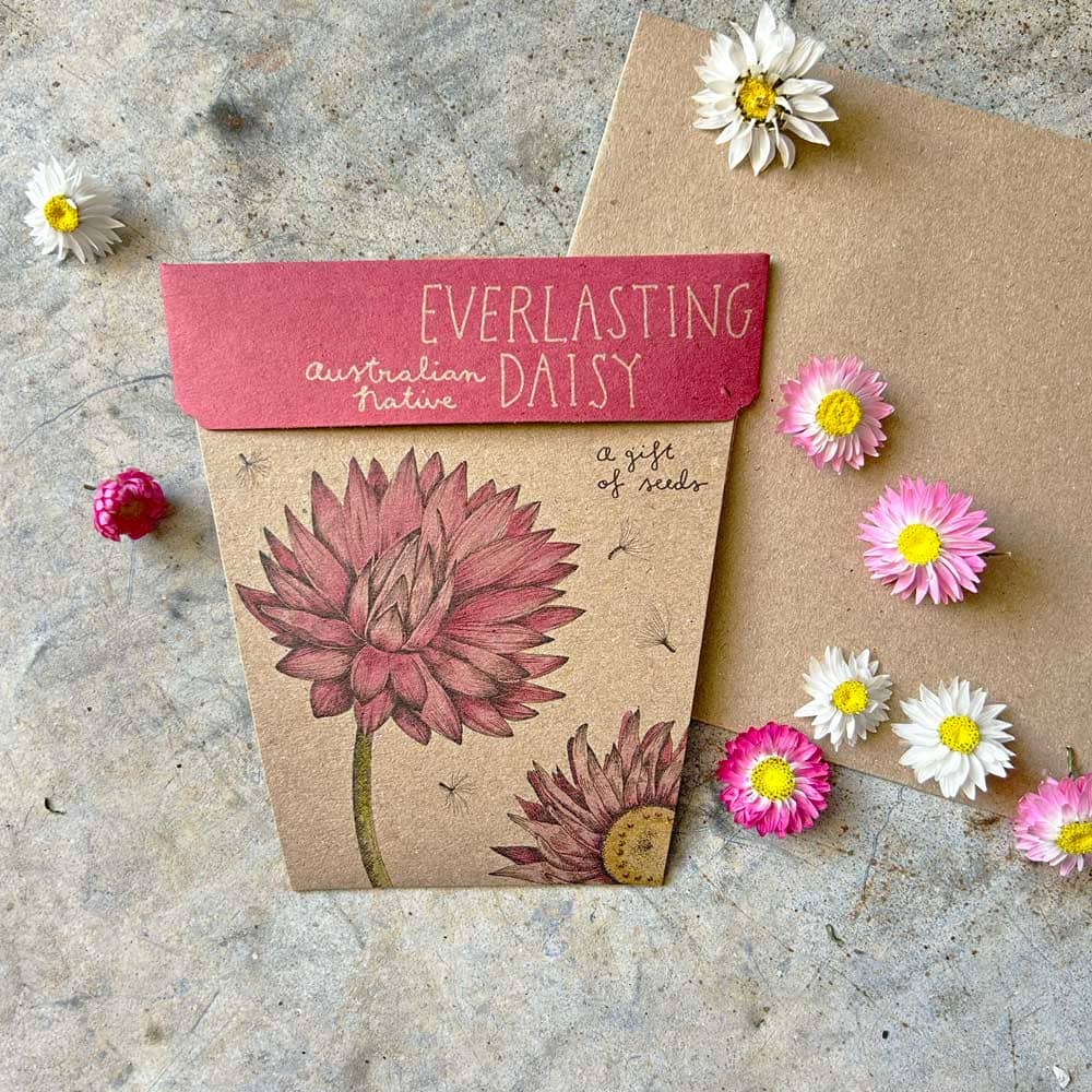 Sow &#39;n Sow Everlasting Daisy Gift of Seeds