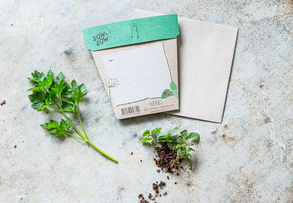 Sow &#39;n Sow Garden Herbs Gift of Seeds