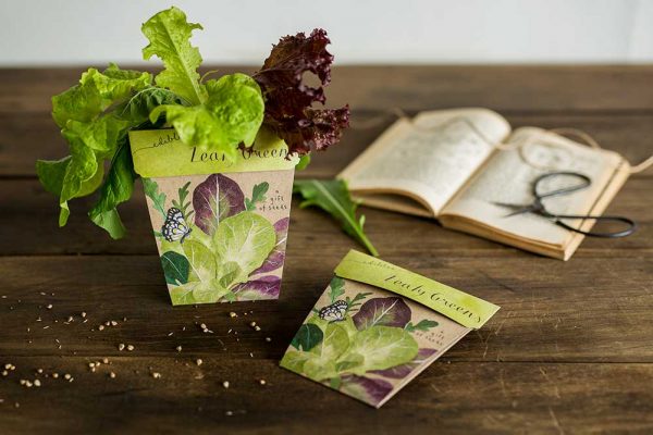 Sow 'n Sow Leafy Greens Gift of Seeds