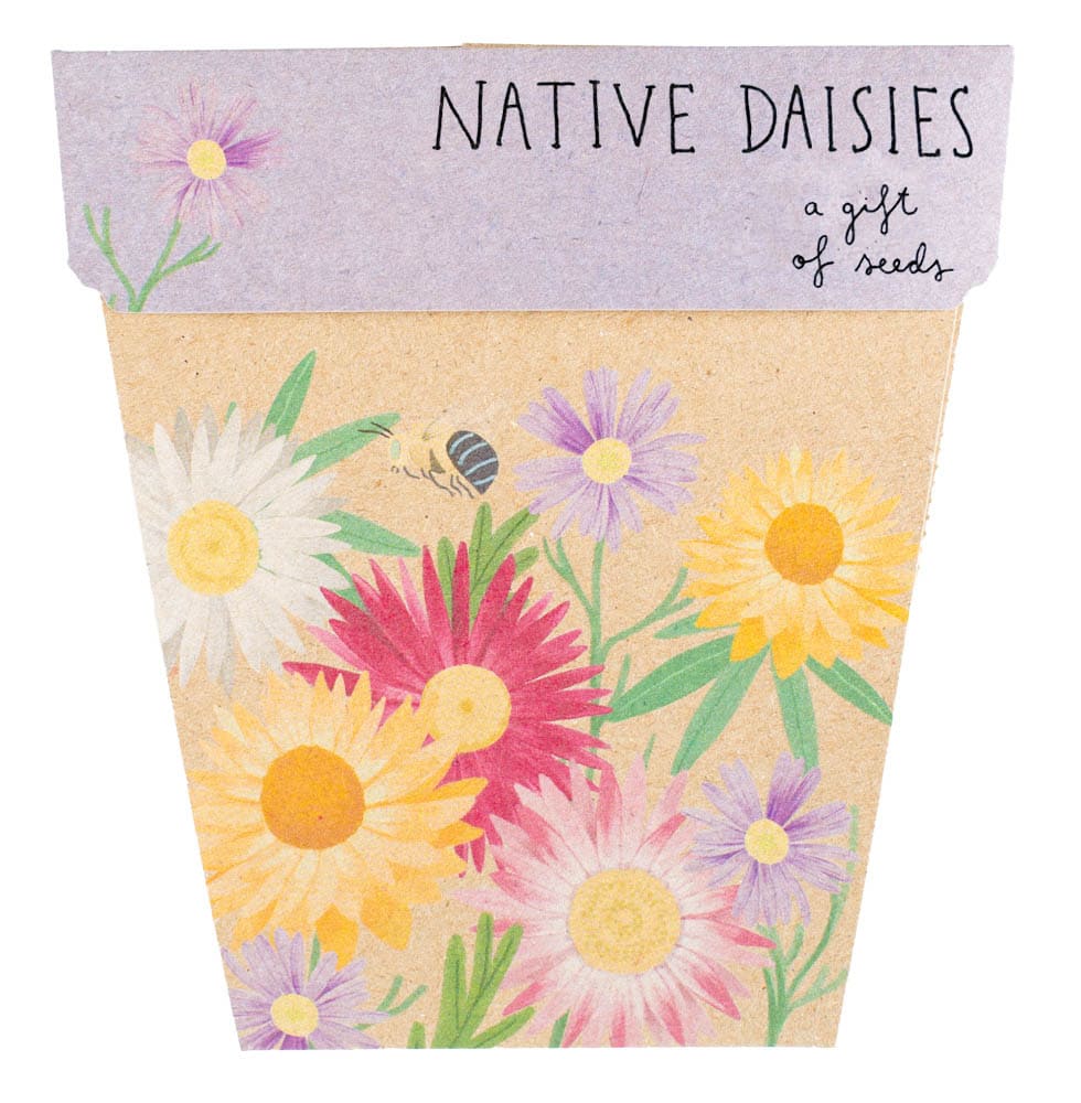 Sow &#39;n Sow Native Daisies Gift of Seeds