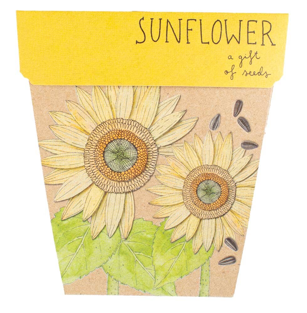 Sow 'n Sow Sunflower Gift of Seeds