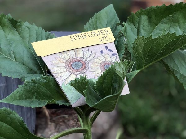 Sow 'n Sow Sunflower Gift of Seeds