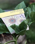 Sow 'n Sow Sunflower Gift of Seeds