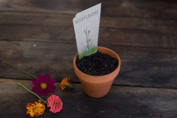 Sow 'n Sow Wildflowers Gift of Seeds